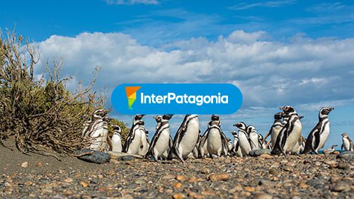 Pinguinos Cabo Virgenes