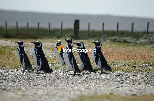 Pingüinera Cabo Vírgenes