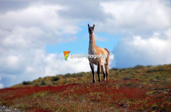 Guanaco, camlido silvestre - Ro Grande