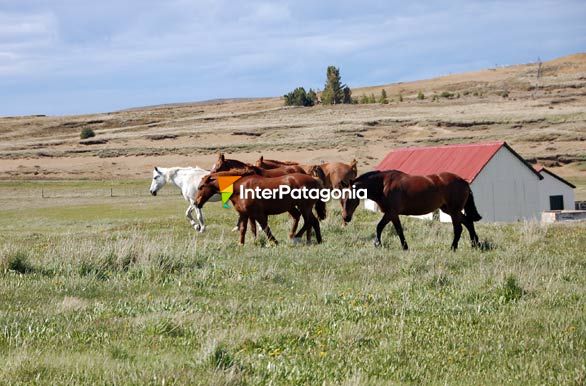 Caballos del Sur - Ro Grande