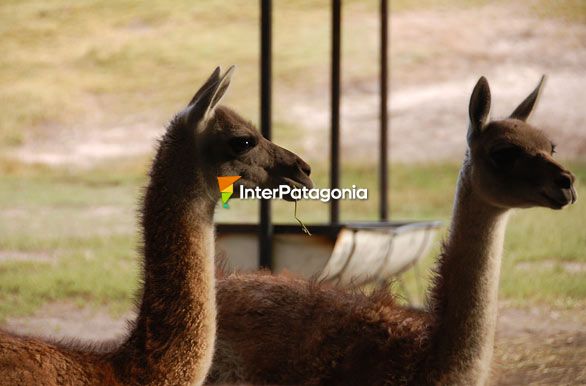 Criadero de guanacos - Ro Mayo