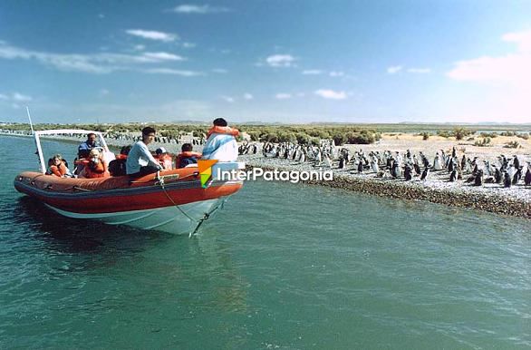 Observando la colonia de pingüinos Magallanes