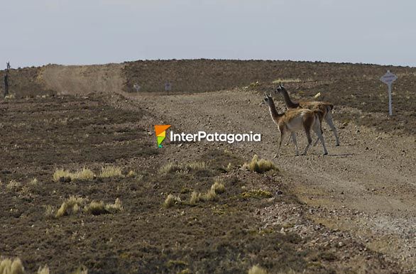 Guanacos en la ruta - San Julin