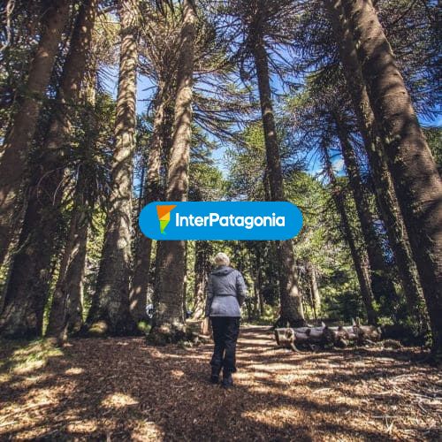 Entre Araucarias