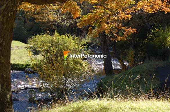 Arroyo de otoo - San Martn de los Andes