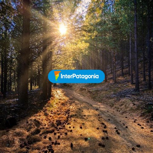 En el bosque