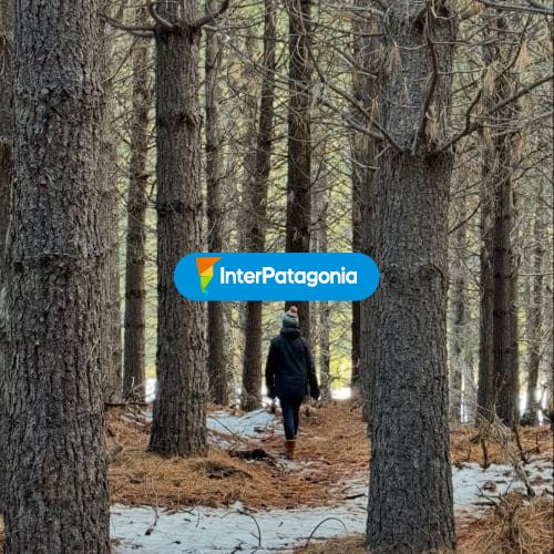 Entrando al bosque
