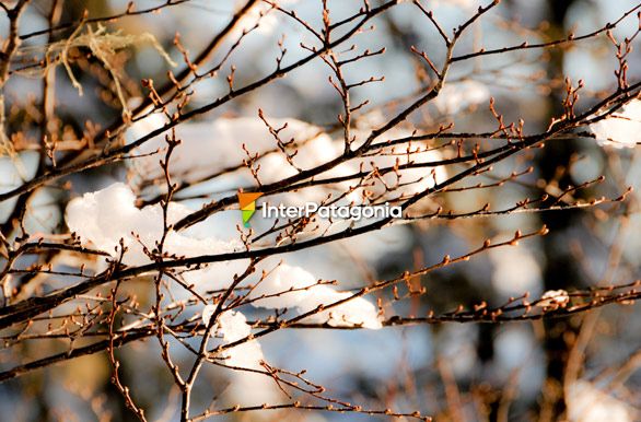 Invierno en el bosque - San Martn de los Andes