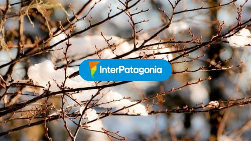 Invierno en el bosque