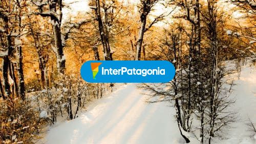Bosque de añosas lengas, Chapelco