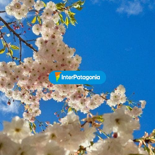 Primavera en San Martín