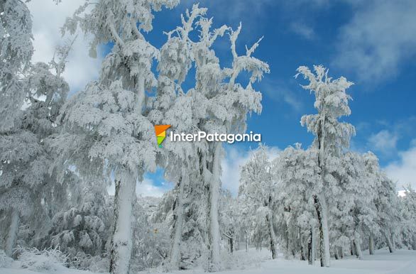 Lengas nevadas - San Martn de los Andes