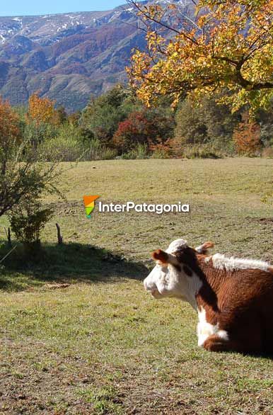 Otoo en Meliquina - San Martn de los Andes