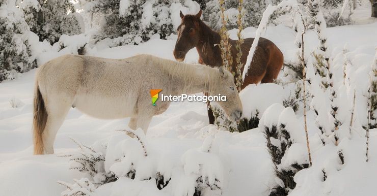 Equinos - San Martn de los Andes