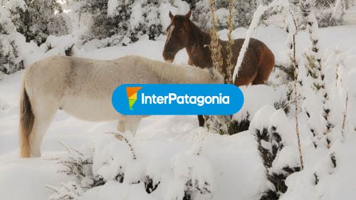Equinos
