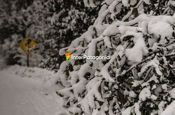 Camino zigzagueante - San Martn de los Andes