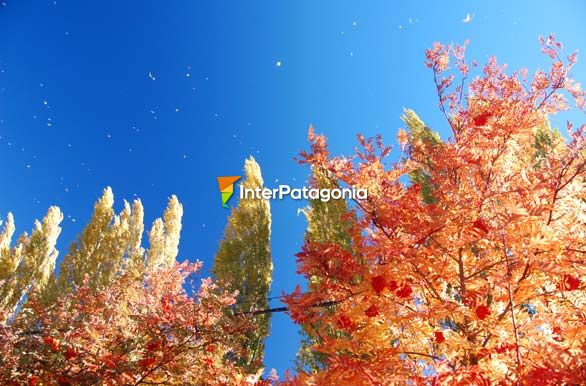 Sorbus, familia de las rosceas - San Martn de los Andes