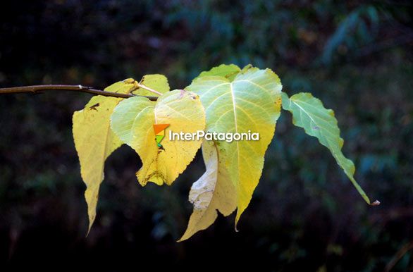 Melanclica estacin - San Martn de los Andes