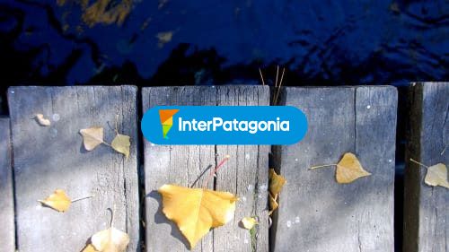 Puente de madera y hojas