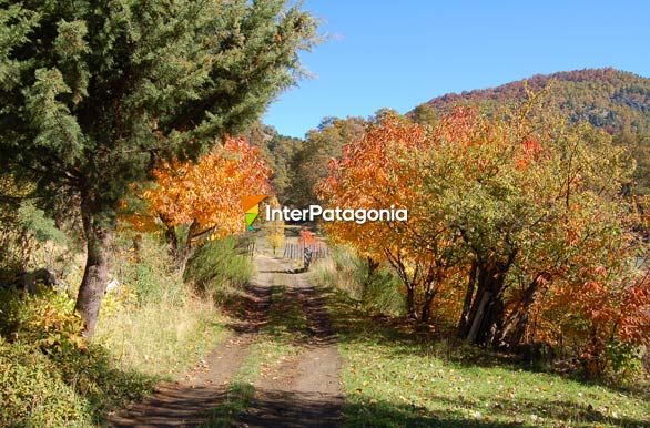 Pil-Pil - San Martn de los Andes