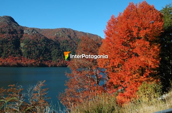 Rojos, verdes y el lago - San Martn de los Andes