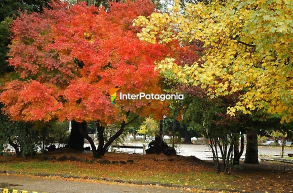 Rojos y amarillos los colores de otoo en la Plaza San Martn - San Martn de los Andes