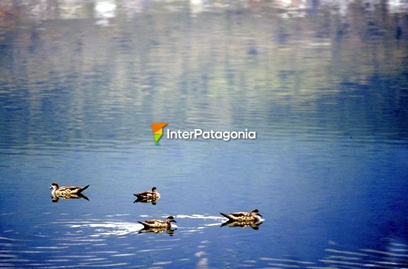 Patos - Santa Rosa