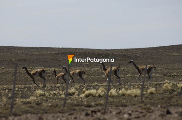 Carrera de guanacos - Sarmiento