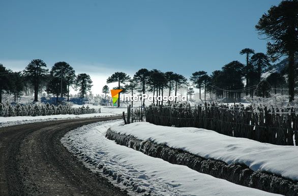 Reserva Nacional Gualletue - Temuco