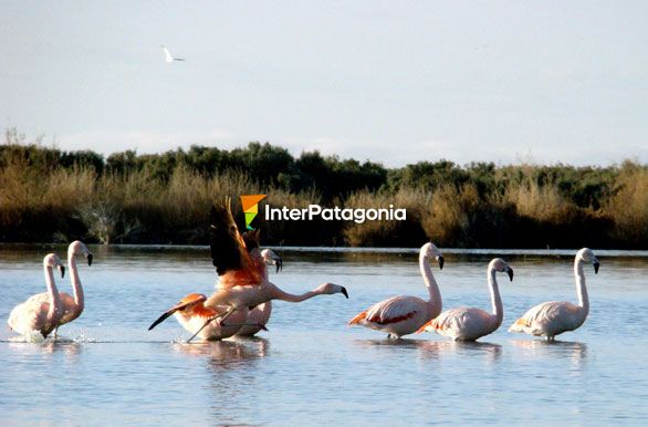 Laguna del Ornitólogo
