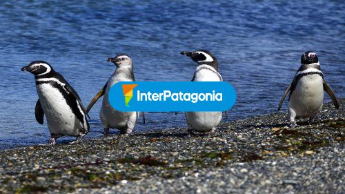 Pinguinos en la orilla