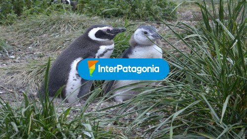 Pinguinos