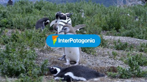 Caminando en fila