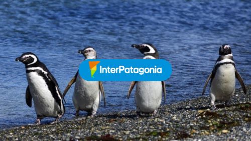 Pinguinos en la orilla