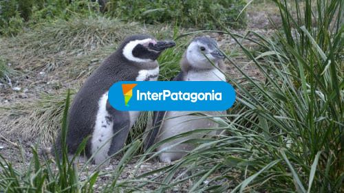 Pinguinos