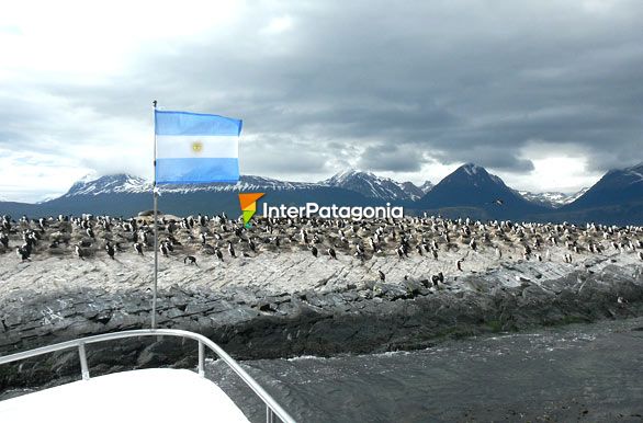 Colonia de cormoranes reales, Patagonia argentina - Ushuaia