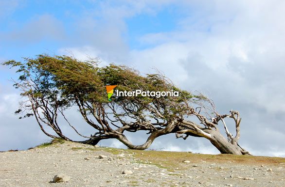 Arbol bandera - Ushuaia