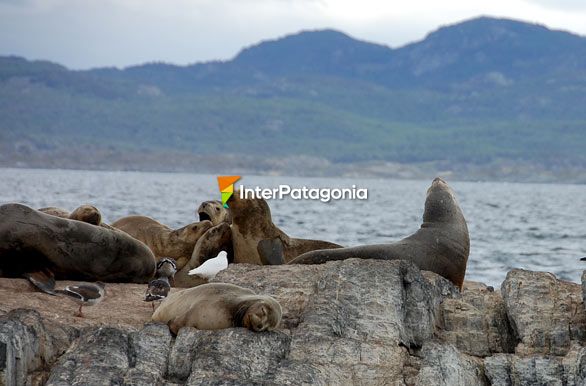 Sea lions in Ushuaia