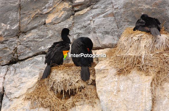 Rock shags - Ushuaia