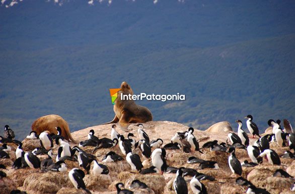 South American sea lion, Tierra del Fuego