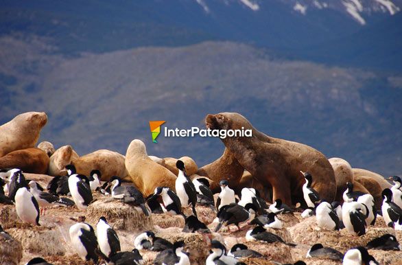 Sea lions in Patagonia - Ushuaia