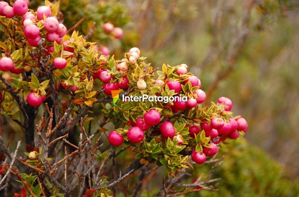 Chaura, planta chilena nativa - Ushuaia