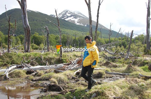 Caminando por el valle - Ushuaia