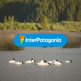 Cisnes de cuello negro