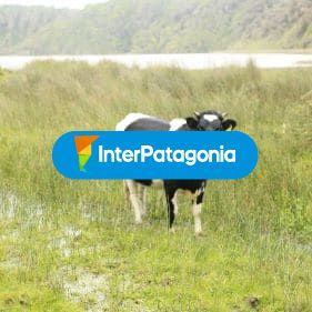 Imponente vaquita