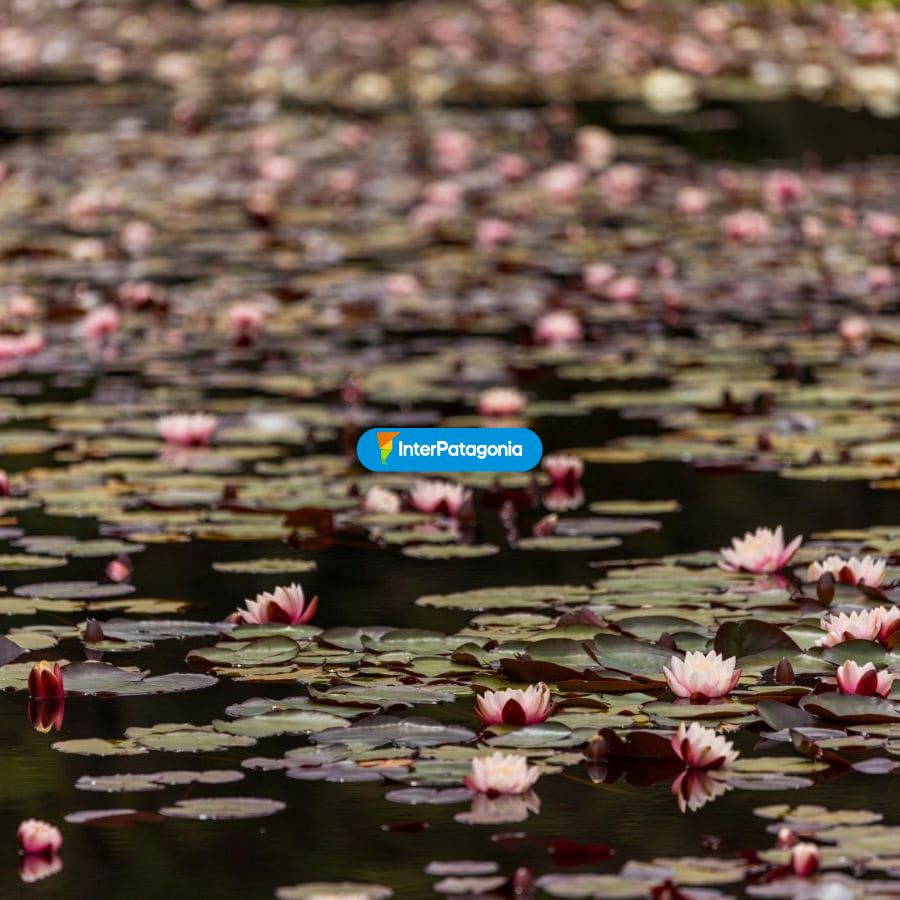 Parque Saval - Valdivia