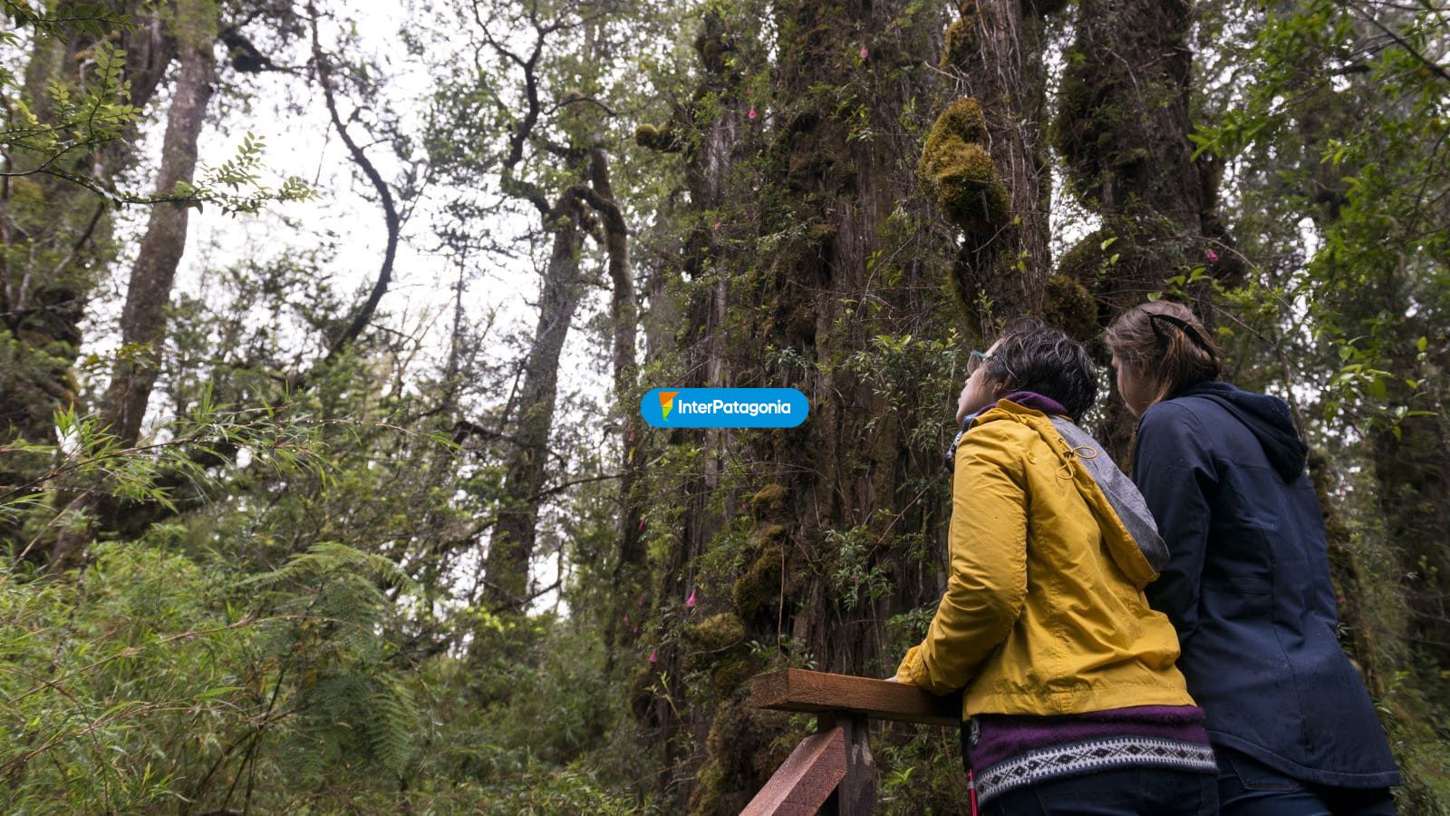 Pasarela en parque nacional - Valdivia
