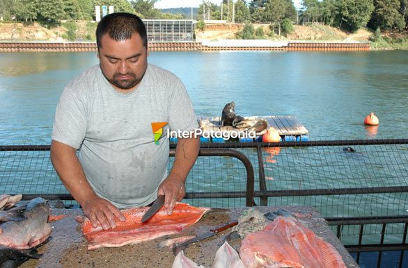 Preparando el salmn - Valdivia