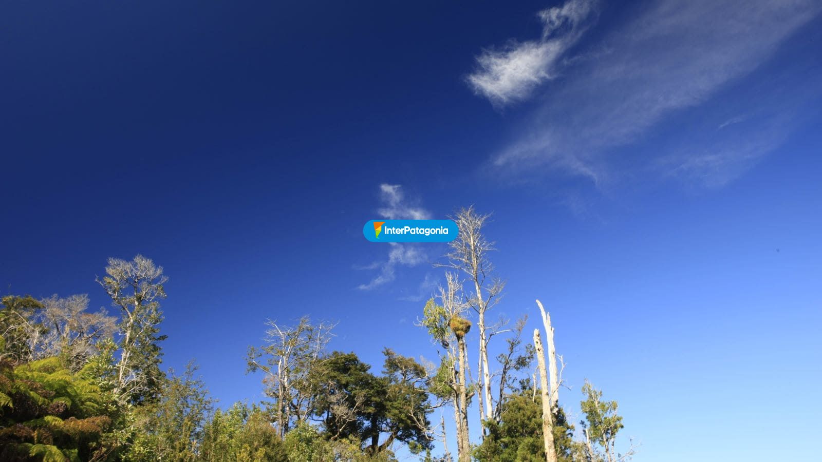 Sendero Alerce - Valdivia