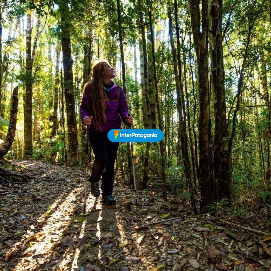 D�a de trekking - Valdivia